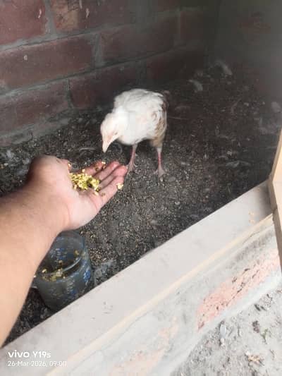 White Teetar Male