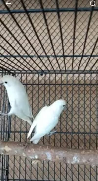 Healthy Albino 4 parrots