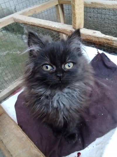black persian kitten  for sale