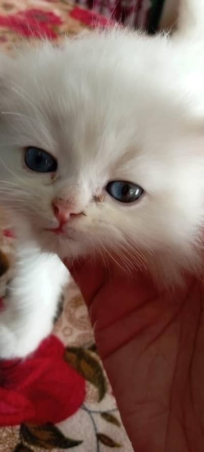 Persian Baby Cat Sale