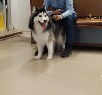 Karachi’s Professional Dog Trainer ”