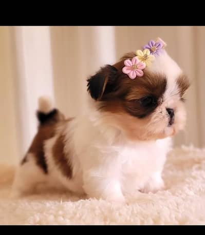 Shihtzu male/female puppies available for sale