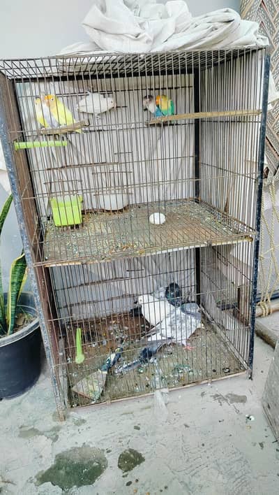 LOVEBIRDS WITH CAGE