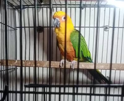 jendey sun conure with nail tail fly everything is OK