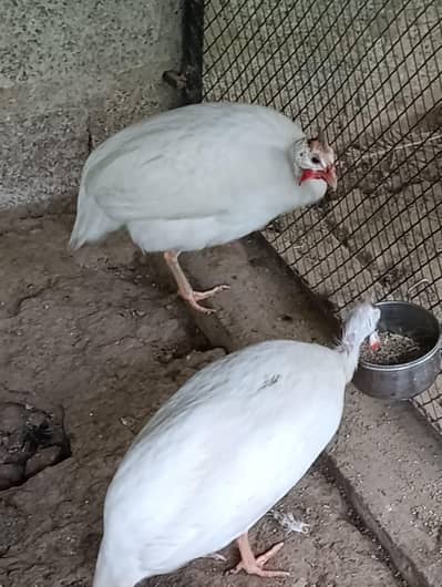 White Guinea Fowl Breeding pair