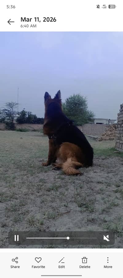Full breeder male Belgian German shepherd Cross