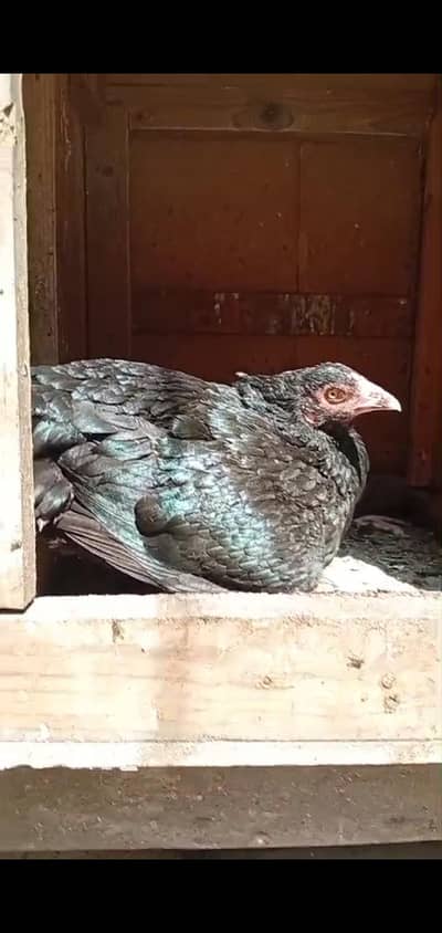 Kurruk imported cross Hen Broody Hen