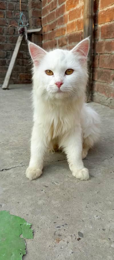 Persian cat
