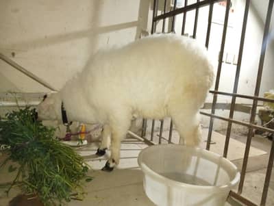 sheep | dumba | urgent sale 03138928220