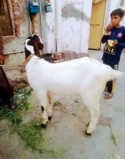 donda bakra khasi
