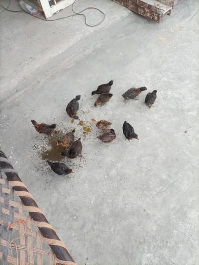 1 Month Golden Misri Chick  in just  270 Rs