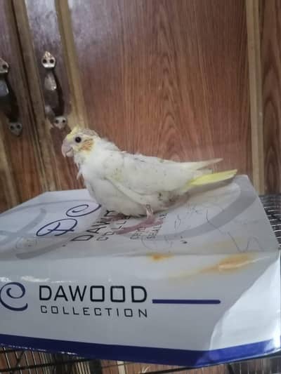 Cocktail Healthy chicks for sale