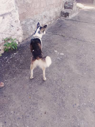 6 to 8 month dog and a good pet for family and security