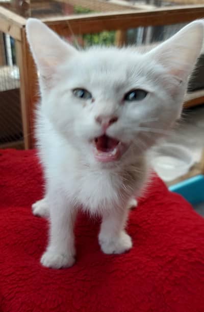 Kitten Persian