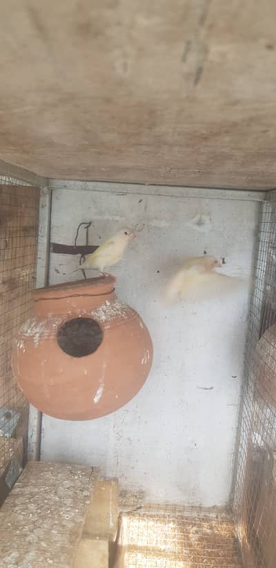 Gouldean finch chicks