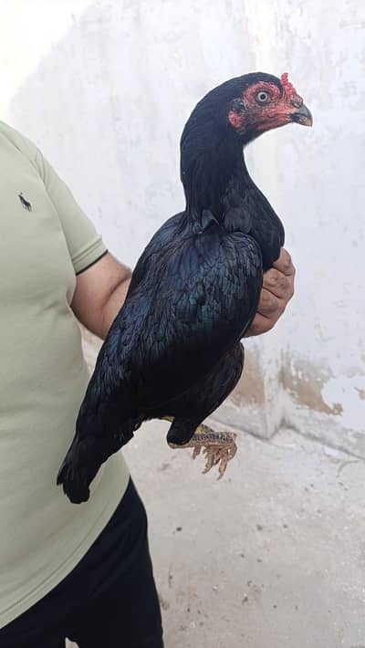 Miawali Mushka Aseel Murghi