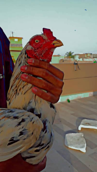 high quality aseel bird