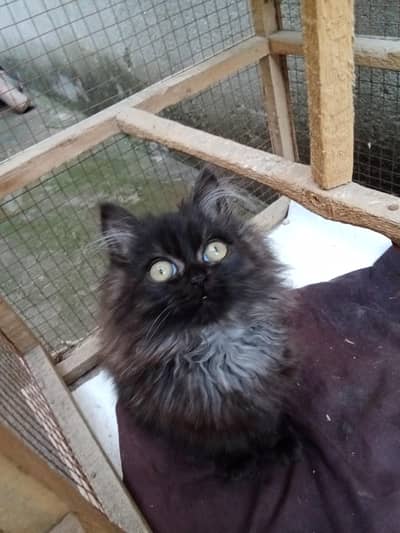 black persian kitten for sale