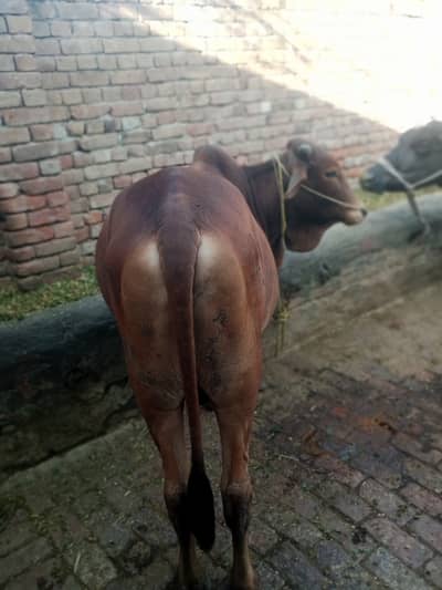 Bull for sale Very good Quietly