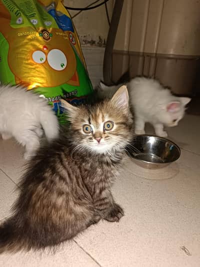 Pure Persian Cat Kittens for Sale