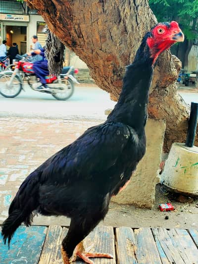 Oh shamoo black female for sell