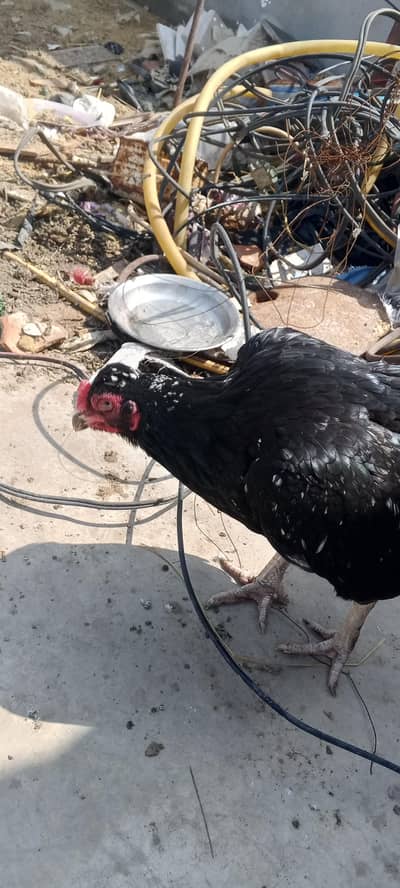 phuliya murga or Madi bhut acha murga hai or shoq khatam kar rha hu