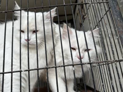 2no cat sale krni hain persion 3rd coat