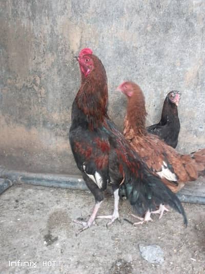 Aseel Pair hy 1 murga 1 murga hai or murgi eggs de Rahe hai