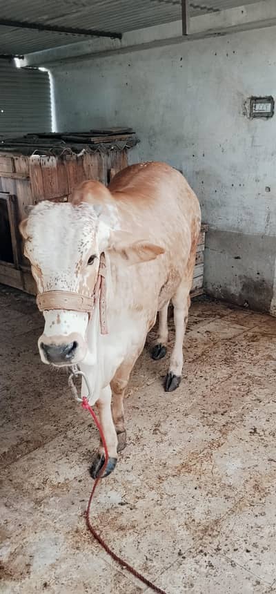 PAKKA KHERI 26MONTH OLD