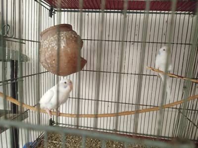 breeder pair, beautiful parrot