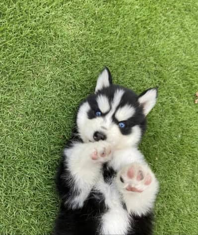 Siberian husky puppies 92@330*5406*115