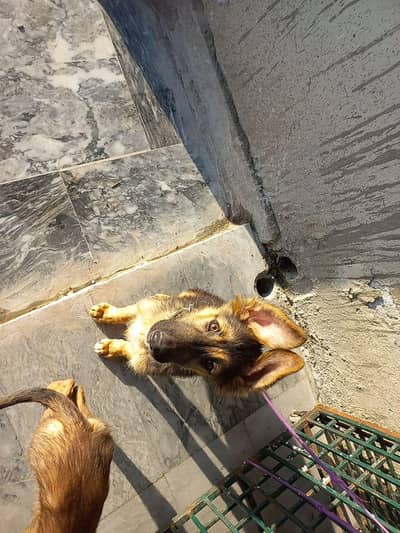 gsd puppies pair for sale