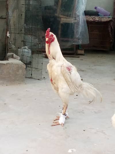 Mianwalle Aseel Mazboot  White Bache Nekalta he