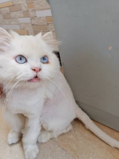 Male persion triple coat cat