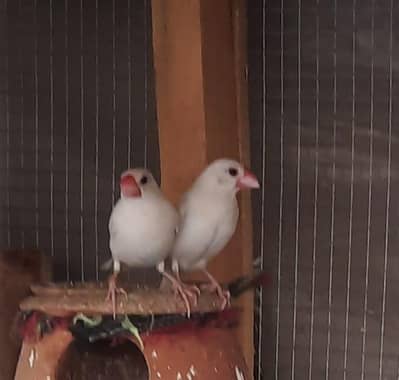 white java breeder pair with chick and box:0333::8482008::::