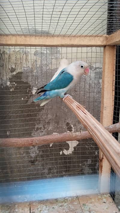 BLUE OPLINE X ALBINO RED EYES BREEDER PAIR WITH HISTORY FOR SALE