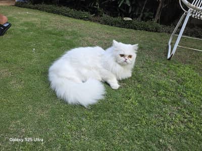 Royal White Persian Cat – Elegant, Fluffy & Gentle Temper and friend"