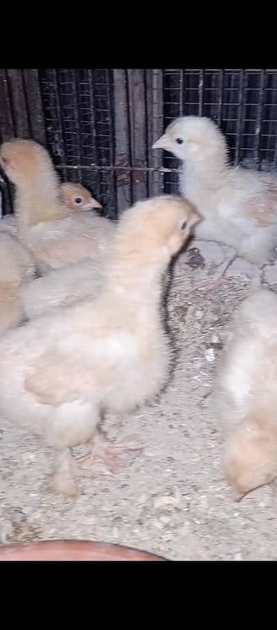 Golden buff 4 days 16 days 9 day