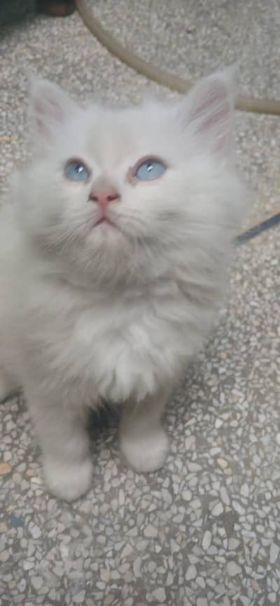 serious person contact only