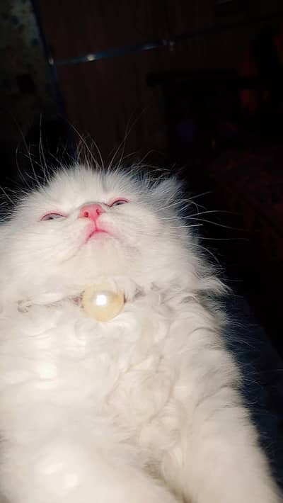 Persian kittens Blue eyes grey eyes