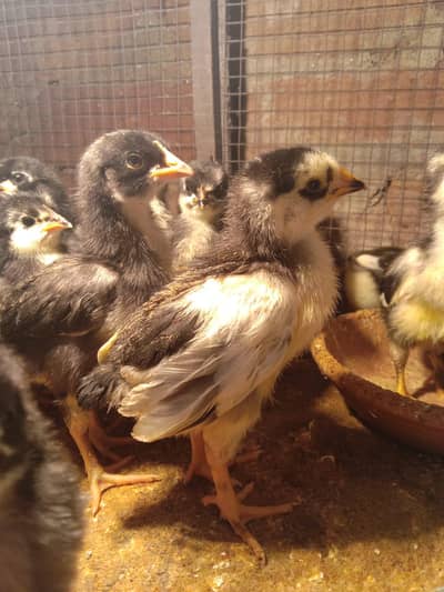 Astralop chicks for sale