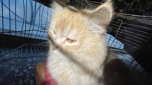 Persian cat