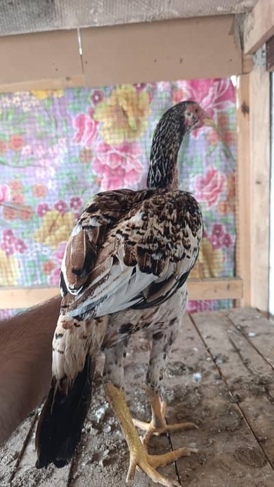 Jawa/Sawa Aseel Patha or 2 Pathian