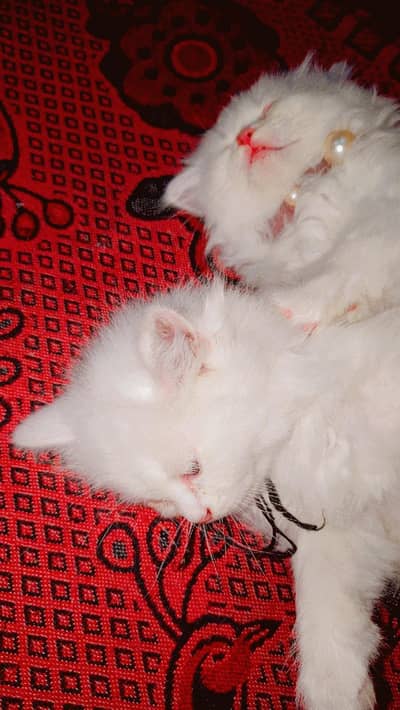 Persian kittens Blue eyes pure persian kitten (contact me on whatseyes
