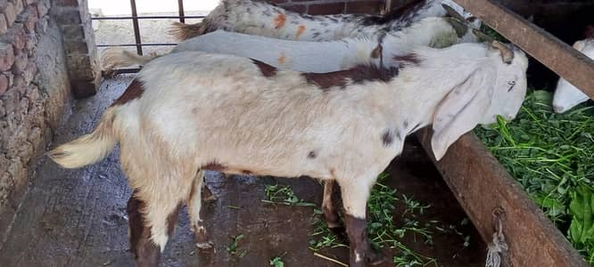 rajanpuri desi ablac bakry