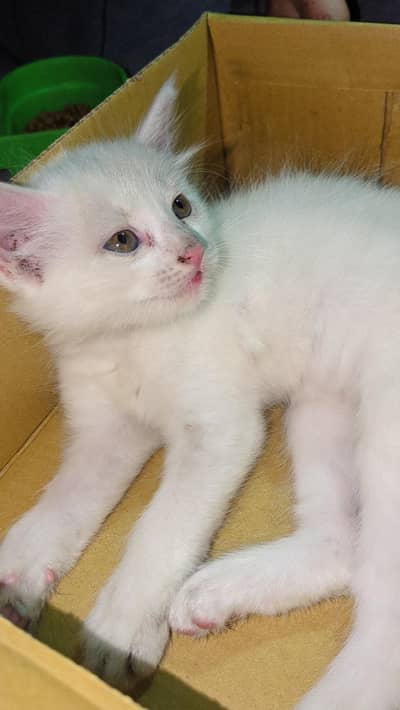 Single Coat Persian Kitten For Sale