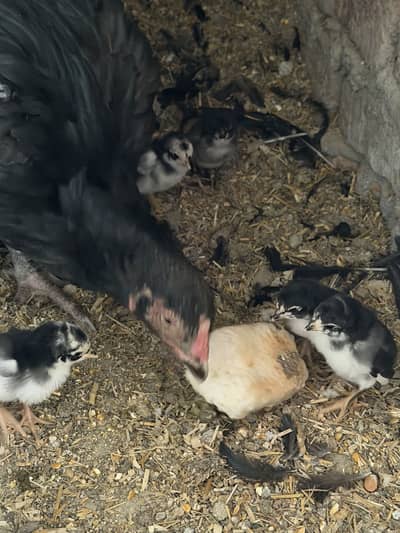 aseel thai female murgi  sat 6 chuzy thai pakoy murgy k