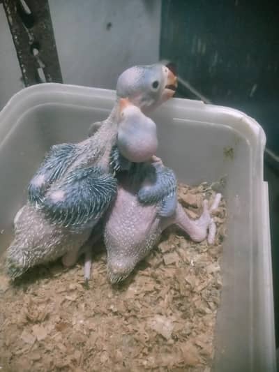 green ringneck babies