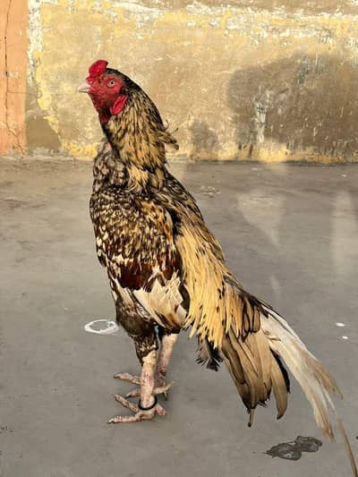 heera males urgent for sale  Read ad first