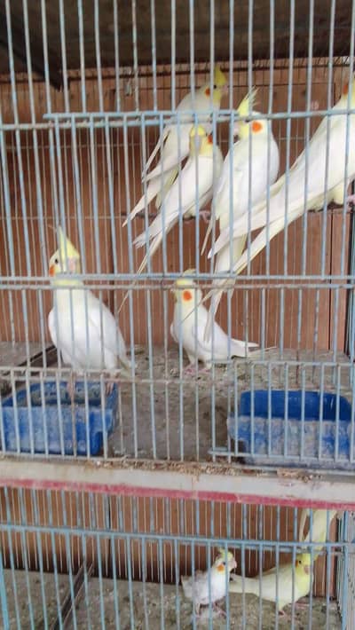 Cream cocktail pathay for sale